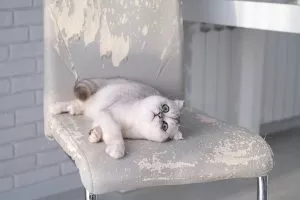 Claw Control: A Guide to Redirecting Cat Scratching Behavior