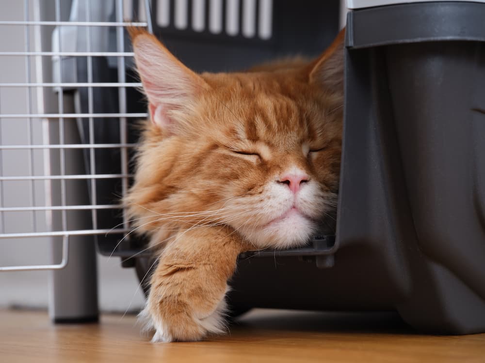 a-red-maine-coon-cat-sleeping-in-a-cat-carrier-2023-04-29-01-41-01-utc-1