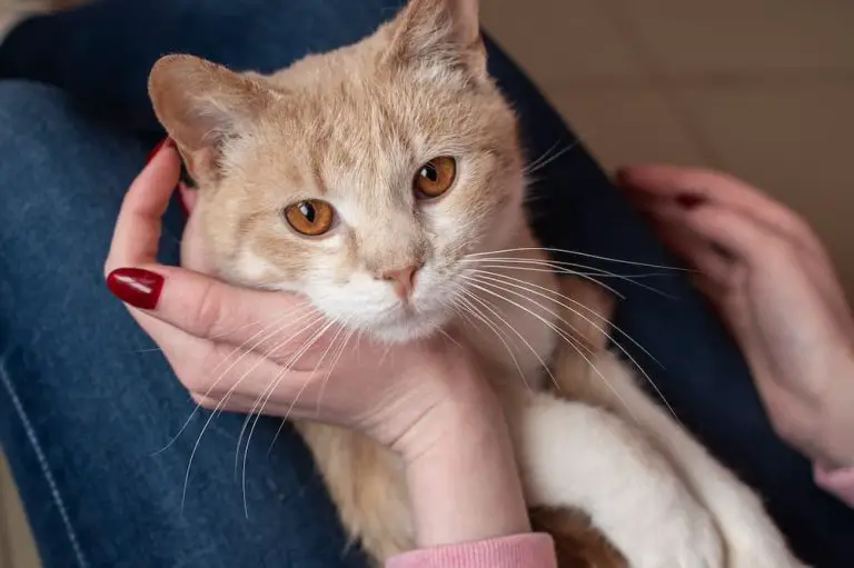 The Search for a Purrfect Cat Sitter: Finding Someone You and Your Cat Will Love