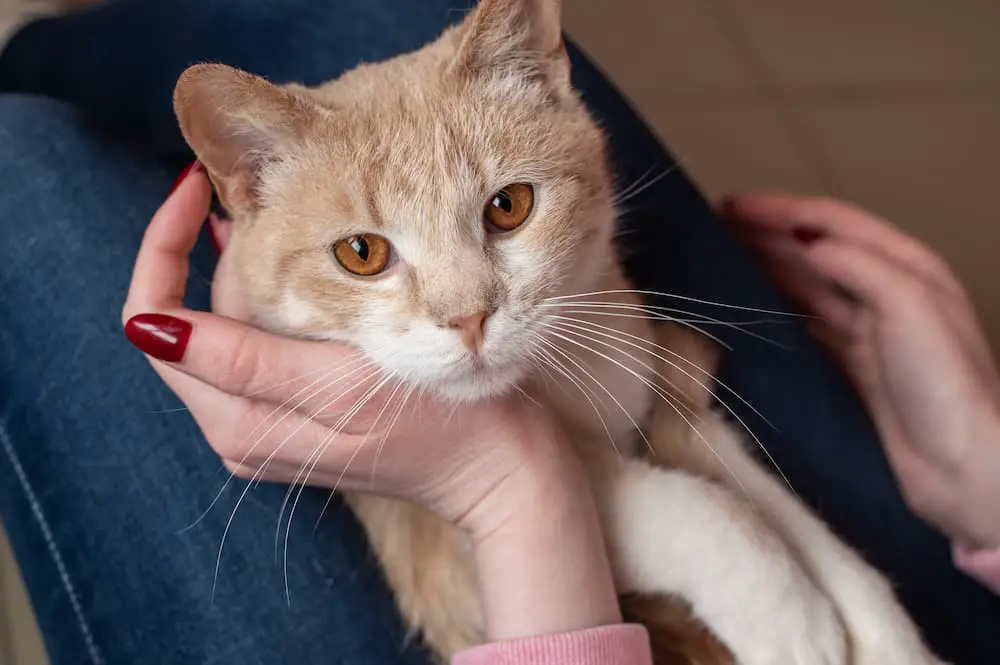 orange cat sits on cat sitter lap, finding a cat sitter you and your cat will love