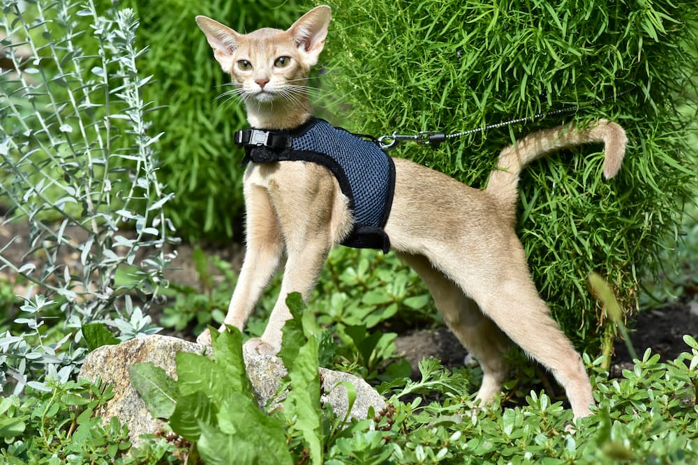 catventuring, taking your cat on adventures. young cat wearing harness ready for adventure outdoors