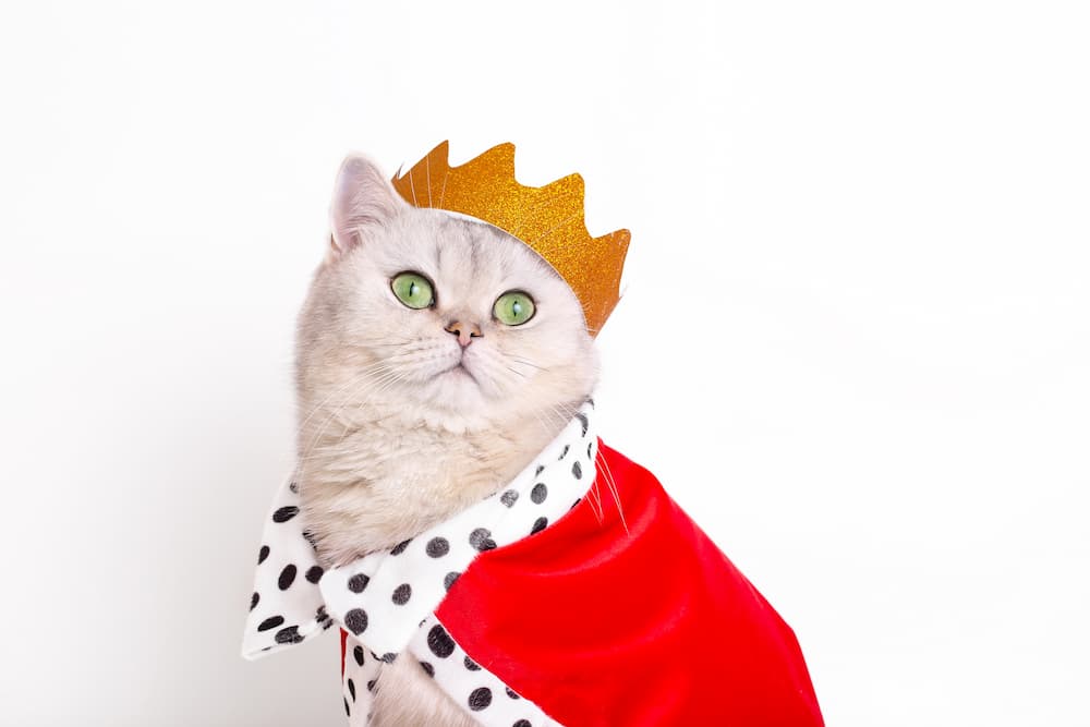 close-up-of-white-cat-in-a-golden-crown-and-red-ma-2023-01-10-06-56-26-utc-1