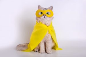 Kitty Cosplay: Training Your Cat To Be Comfortable in Costumes