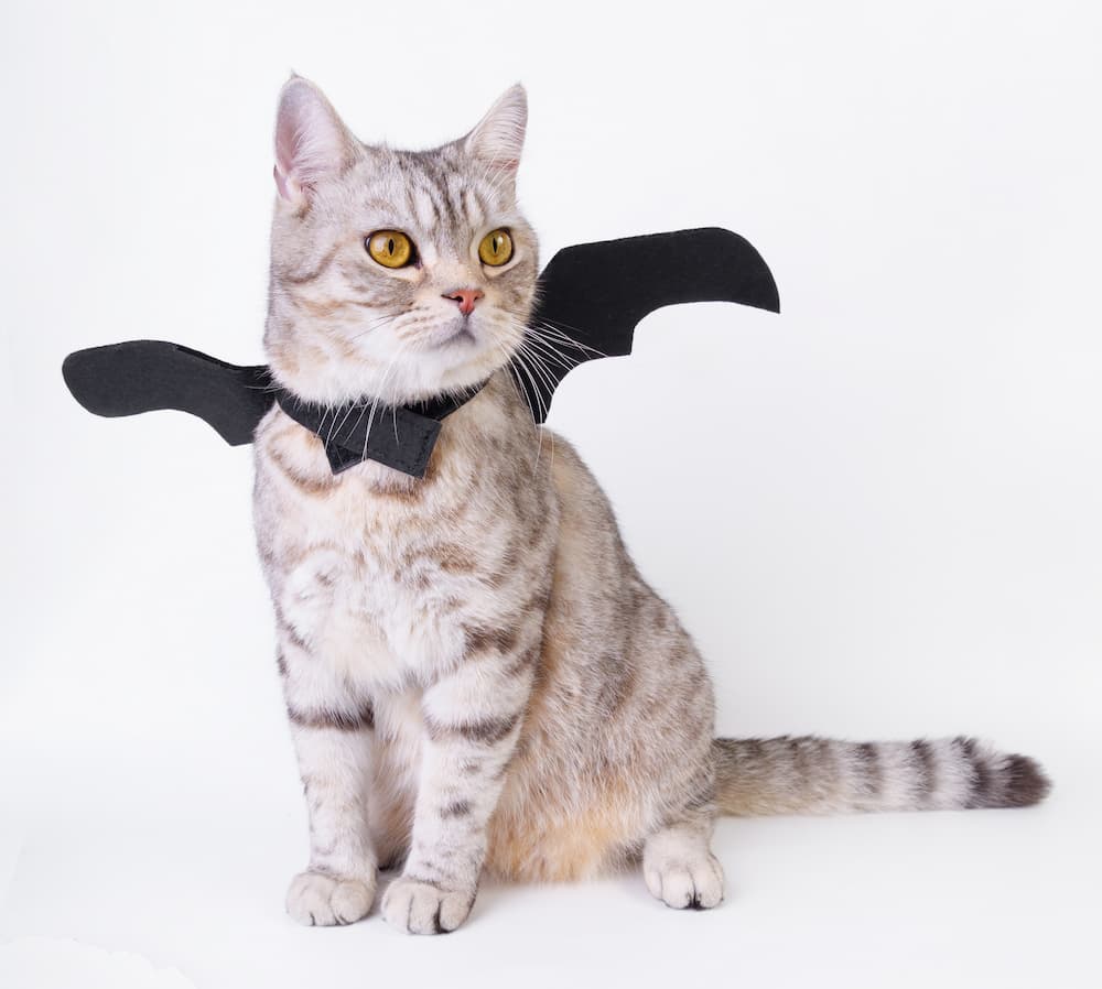 cat wearing bat wings cat costume