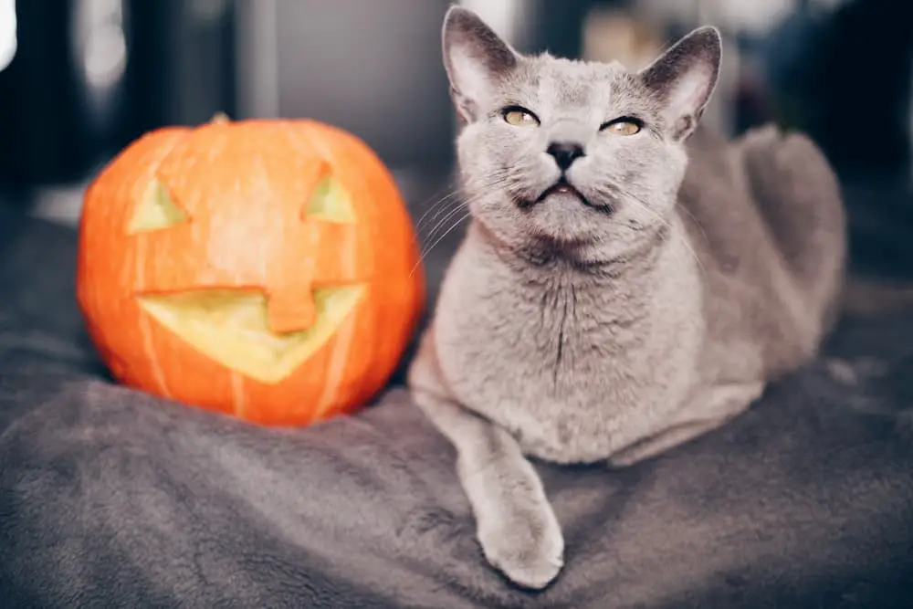 pumpkin for cats