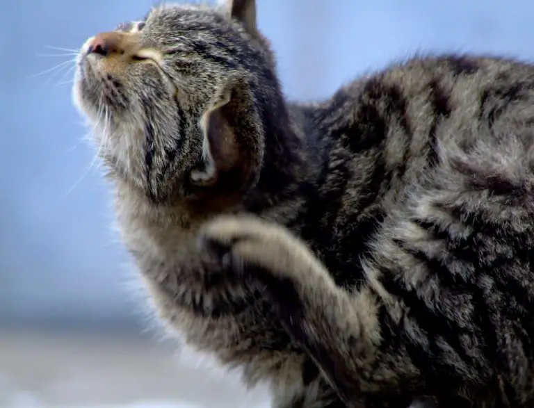 Seasonal Allergies in Cats: Identifying, Managing, and Preventing