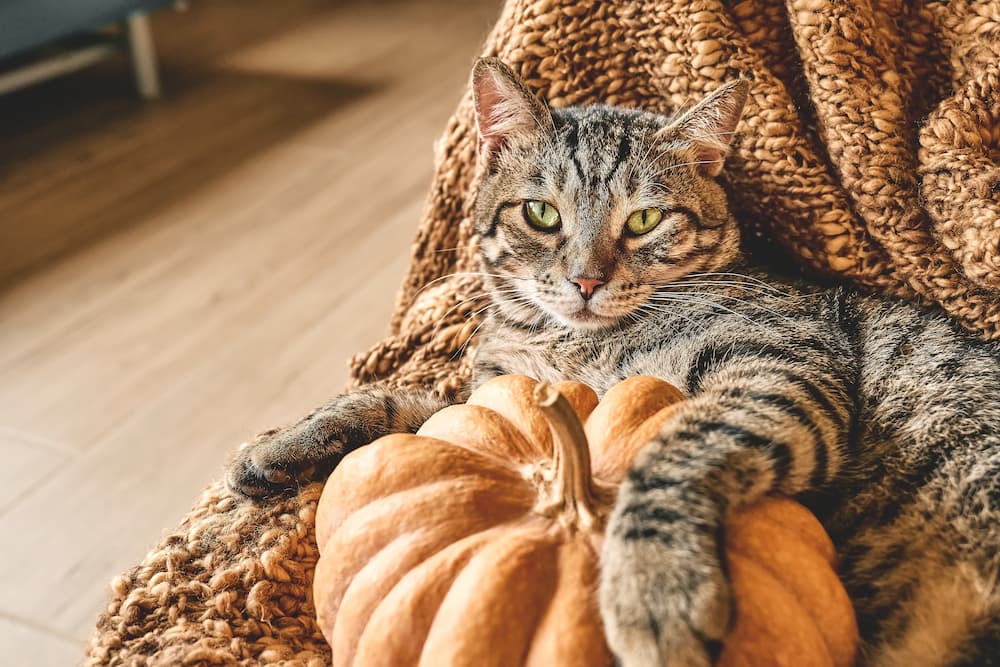 cute-tabby-cat-with-pumpkin-gray-kitty-resting-wi-2022-08-23-08-53-31-utc-1