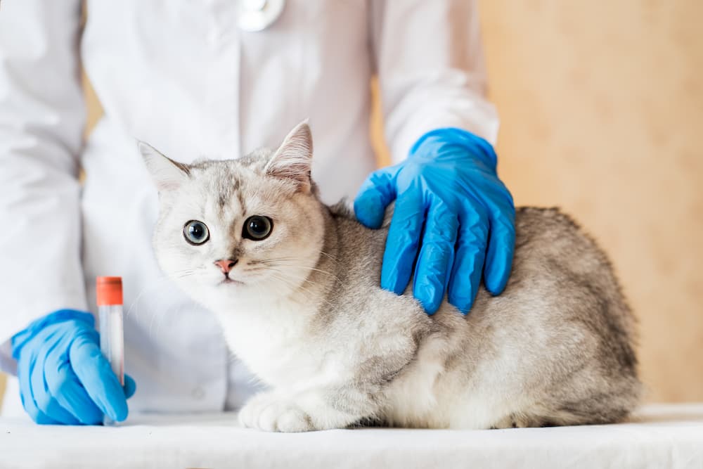 domestic-pet-cat-for-examination-in-a-vet-clinic-2022-11-16-16-15-09-utc-1