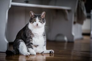 Battling the Bulge: A Guide to Exercising Your Overweight Cat