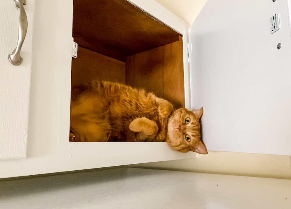 funny-cat-peaking-out-from-inside-a-white-cupboard-2022-11-02-03-27-24-utc-1