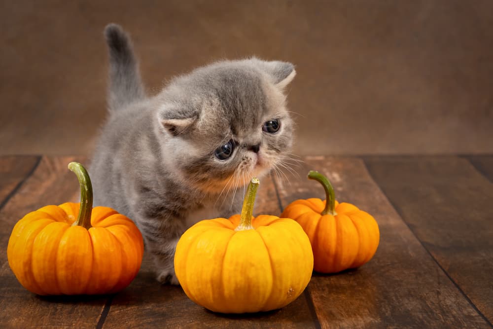 funny-kitten-with-orange-pumpkins-on-a-dark-backgr-2022-10-03-16-39-52-utc-1
