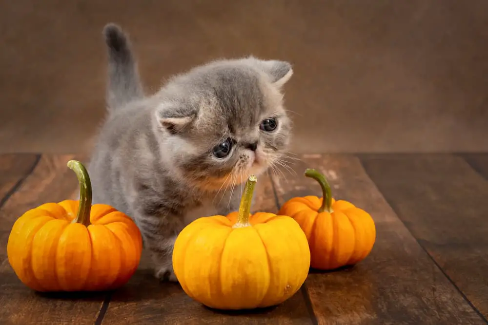 Pumpkin for Cats: Is It Safe and Beneficial?