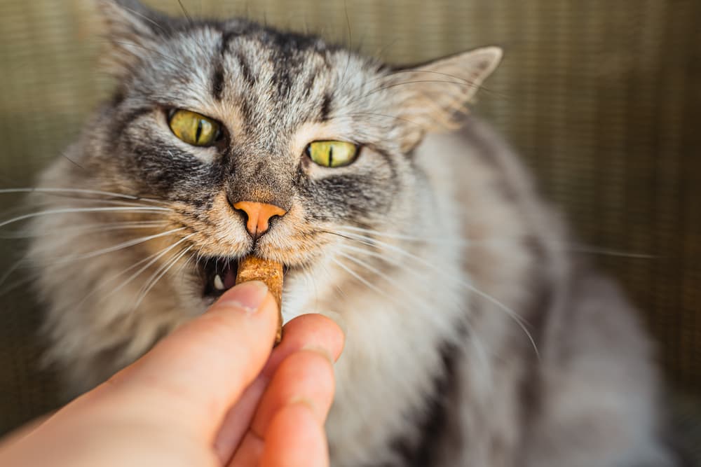 gray-domestic-cat-eats-pet-treats-with-vitamin-sup-2022-10-26-02-38-33-utc-1