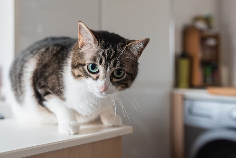 Purrfect Decisions: Keeping Your Cat in Mind When Making Home Choices