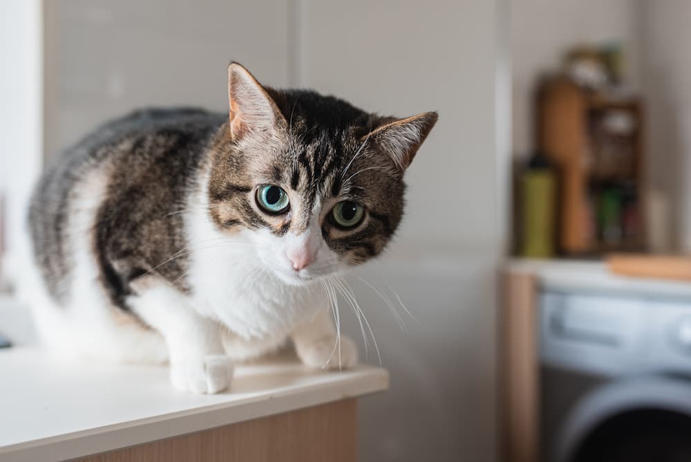 cat at home, it's important to keep your cat in mind when remodeling or moving homes