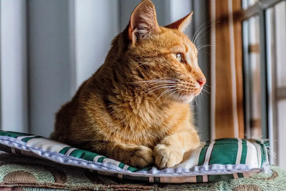 cat at home, help your cat feel safe and comfortable at home, especially when downsizing, by adding window perches and cat trees to they can view their home safely