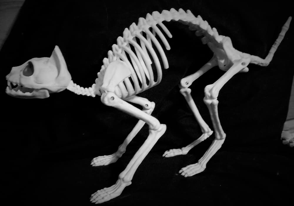 minimalistic-halloween-cat-skeleton-2022-11-08-05-49-08-utc-1