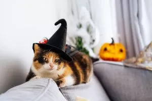 A Spooky Guide to Cat-Themed Halloween Decor