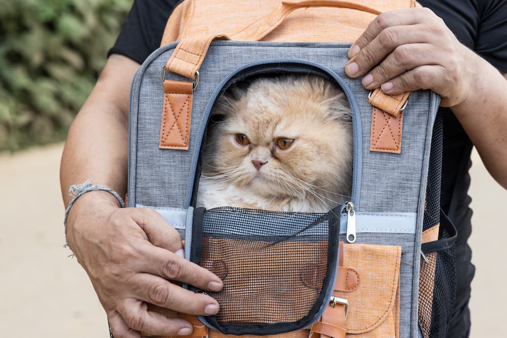 choosing a cat carrier