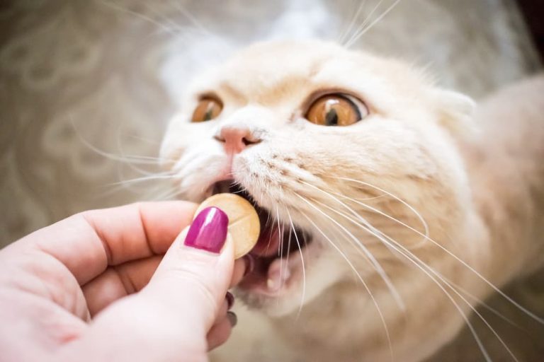 5 Supplements Your Cat Needs to Stay Healthy