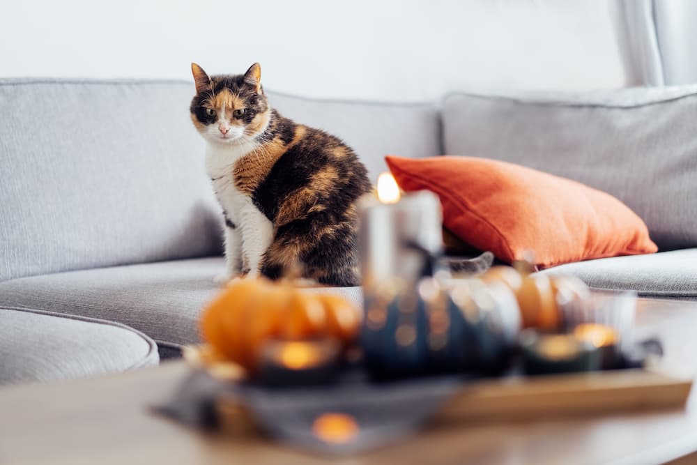 sitting-cat-on-the-couch-with-blurred-autumn-fall-2022-09-20-01-20-42-utc-1