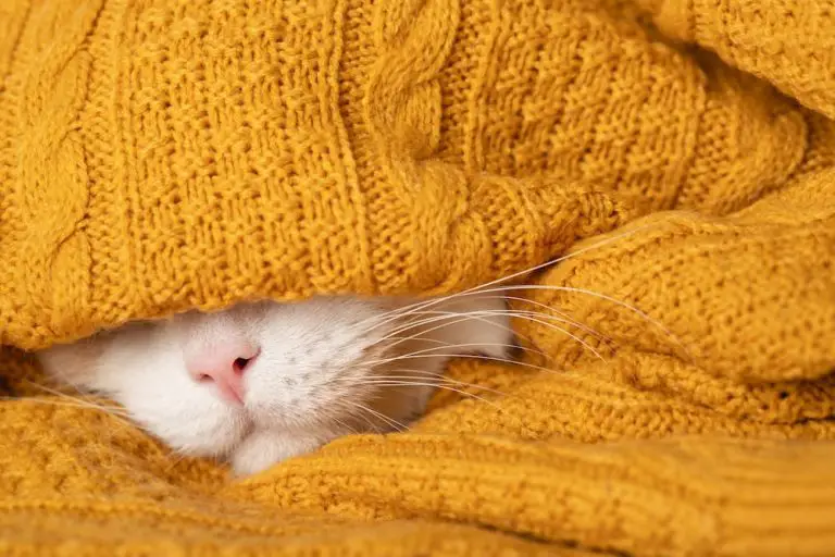 Snuggle Season: How to Keep Your Cat Warm and Cozy in Fall