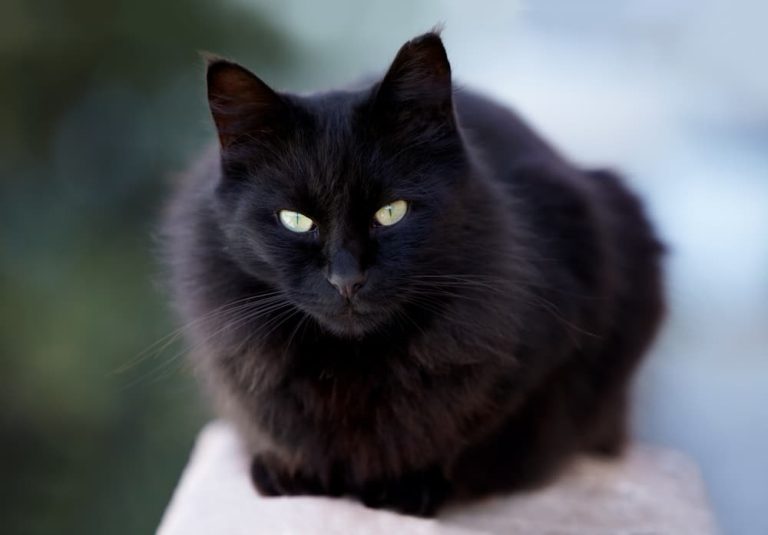 Black Cats: A Mix of Mystery, Magic, and Memes
