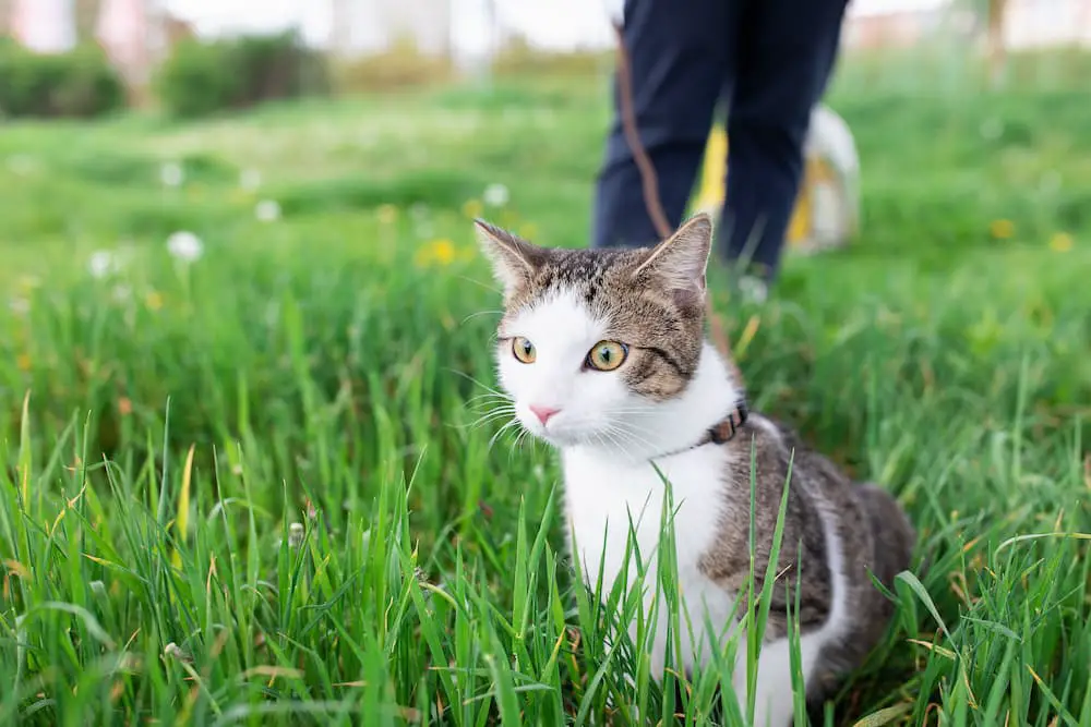 cat on a leash, cat adventures