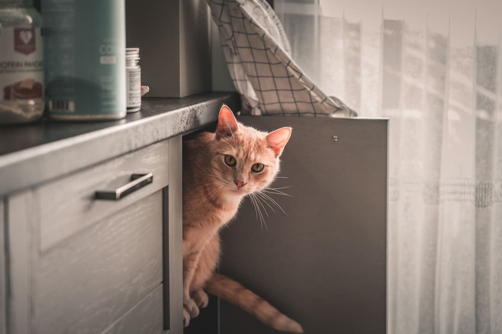 cute-fluffy-ginger-cat-hiding-in-a-kitchen-cabinet-2023-08-30-04-58-12-utc-1