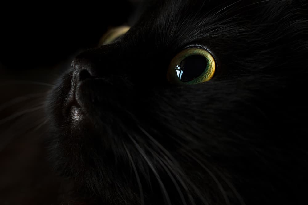cute-muzzle-of-a-black-cat-2021-08-26-16-25-23-utc-1