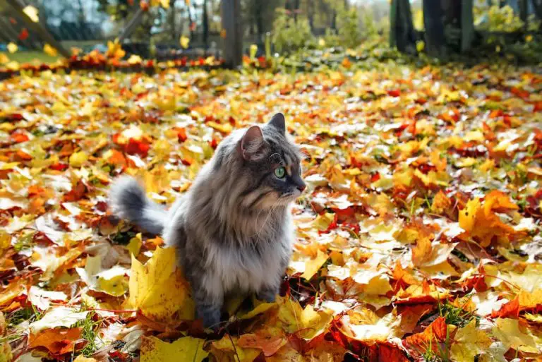 Fall Safety for Cats: Protecting Your Feline Friends