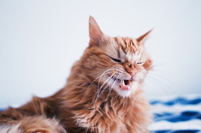 Hidden Dangers: Common Household Items That Could Harm Your Cat