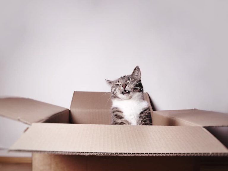 Amazon Prime Day is Back! The Best Prime Day Deals for Cats
