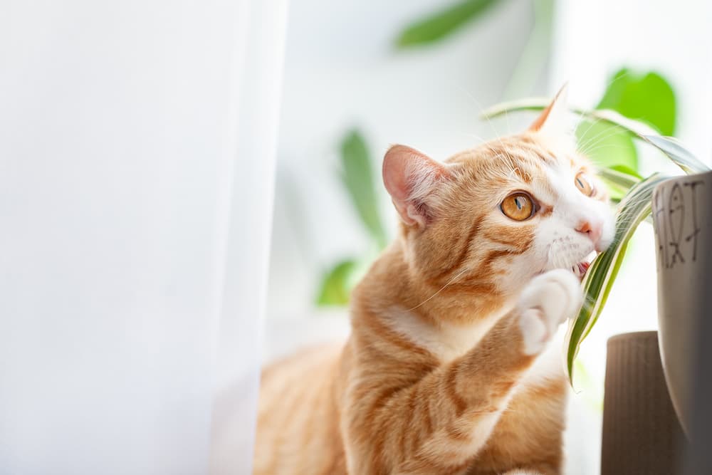 household items that could harm your cat - plants