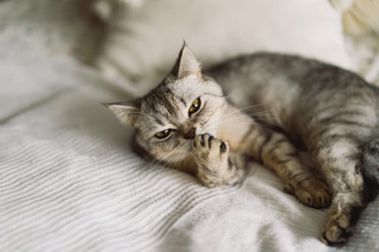 Cats and the Supernatural: Are They Sensitive to Ghosts?