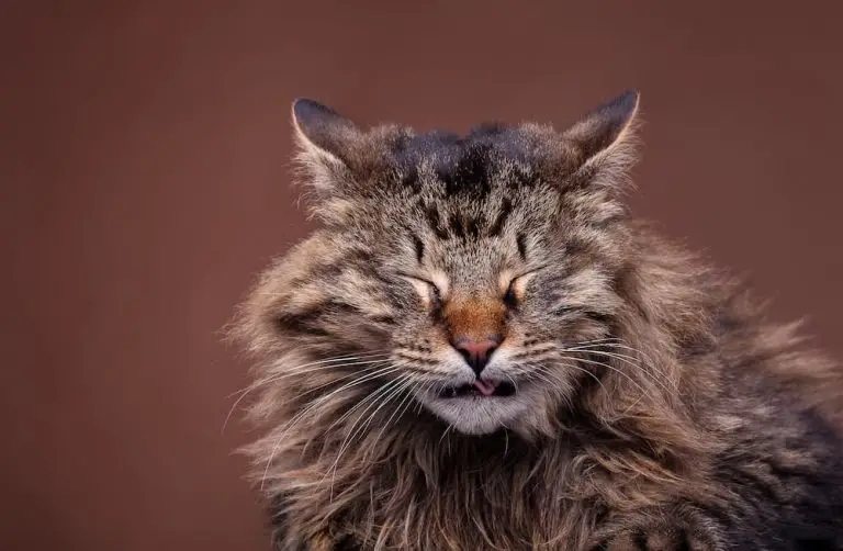 Autumn Allergies and Your Cat: What You Need to Know