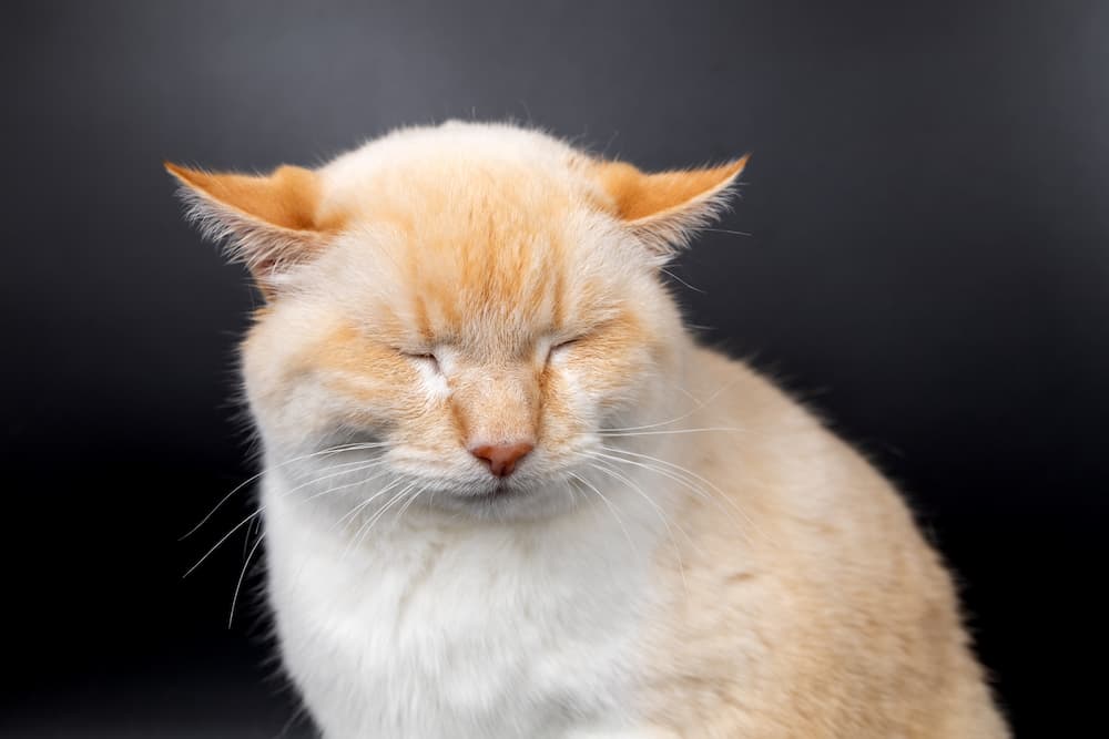 why do cats make airplane ears? An orange cat with his ears pushed outward and down, like the wings of an airplane