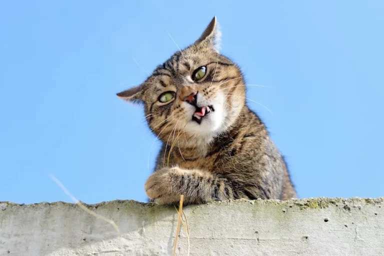 Are You Really Ready for a Cat?