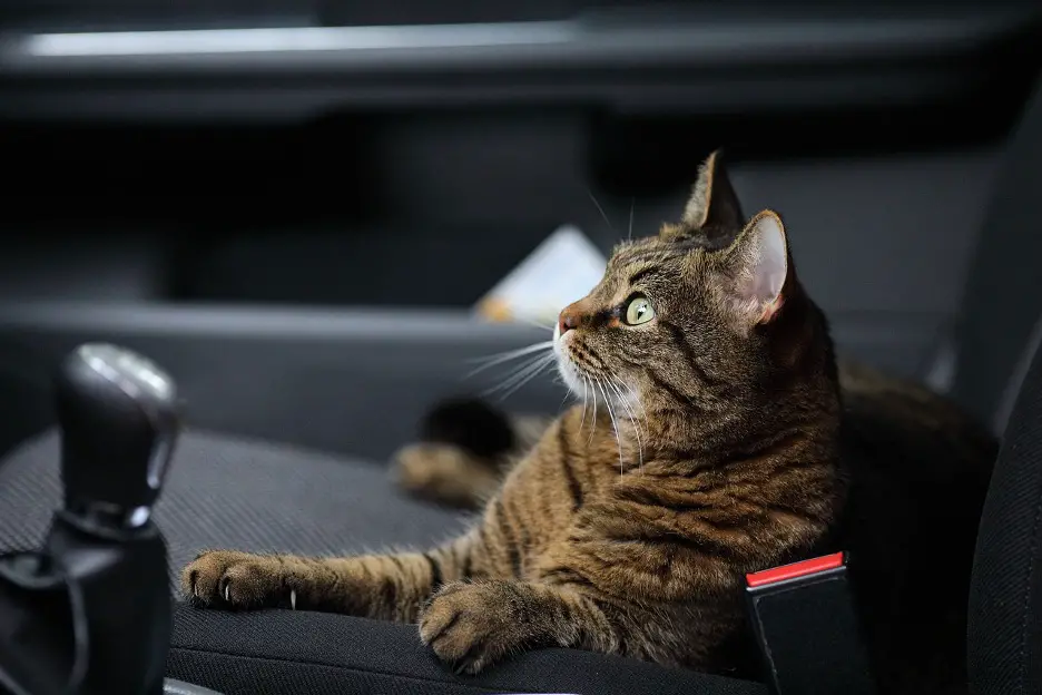 road tripping with a cat, travel with cats
