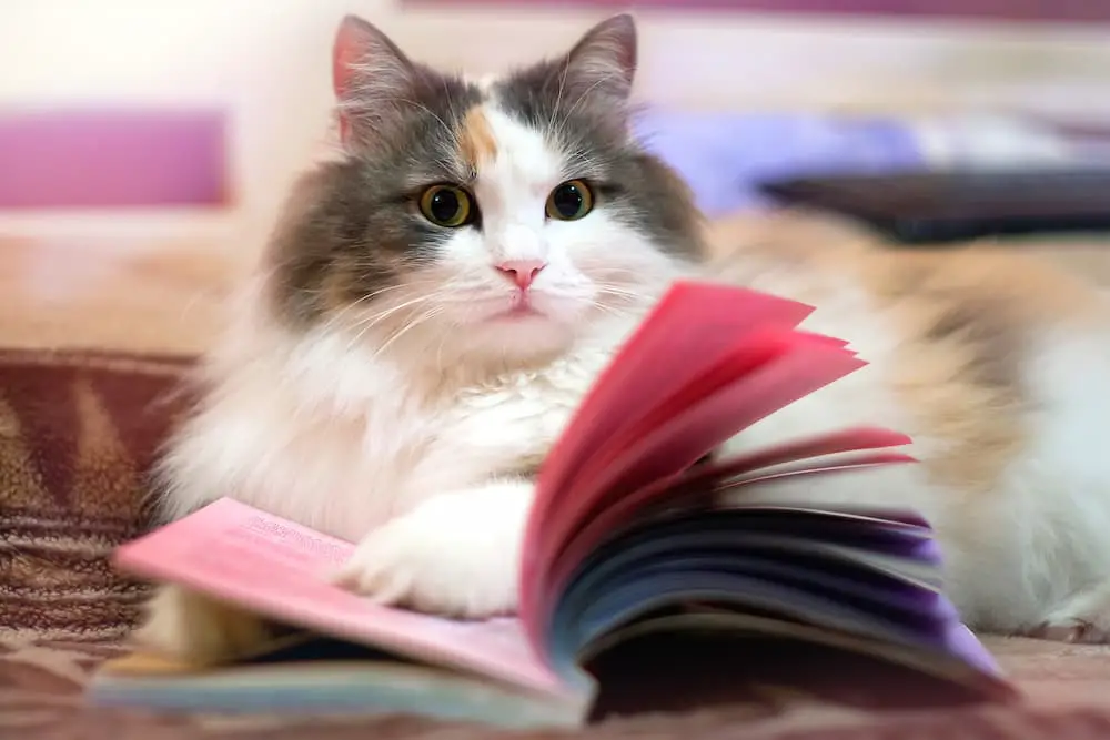 new release cat books