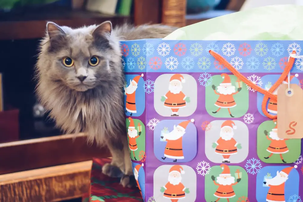 gift ideas for cat lovers