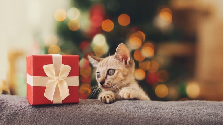 Meowy Christmas: Gift Ideas for Your Cat-obsessed Friends