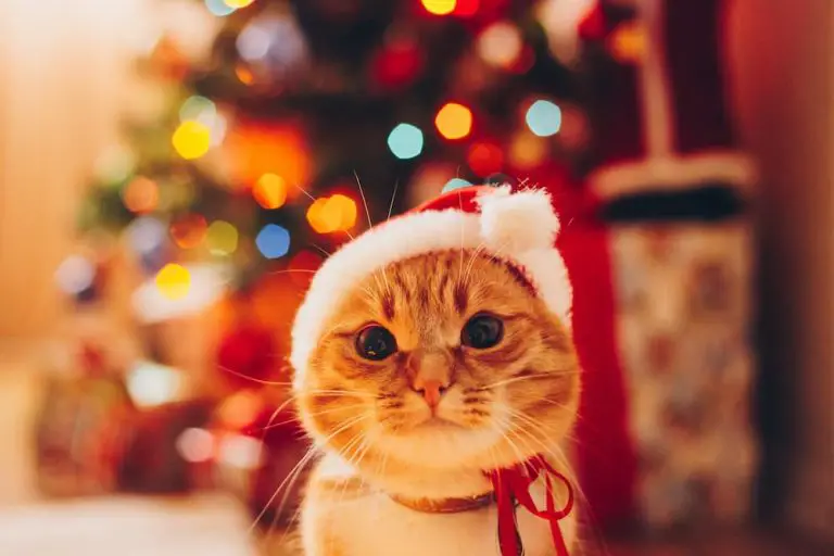 A Guide To Cat Friendly Christmas Decor The Catington Post   Christmas Cat 2023 11 27 04 52 19 Utc 1 768x512 