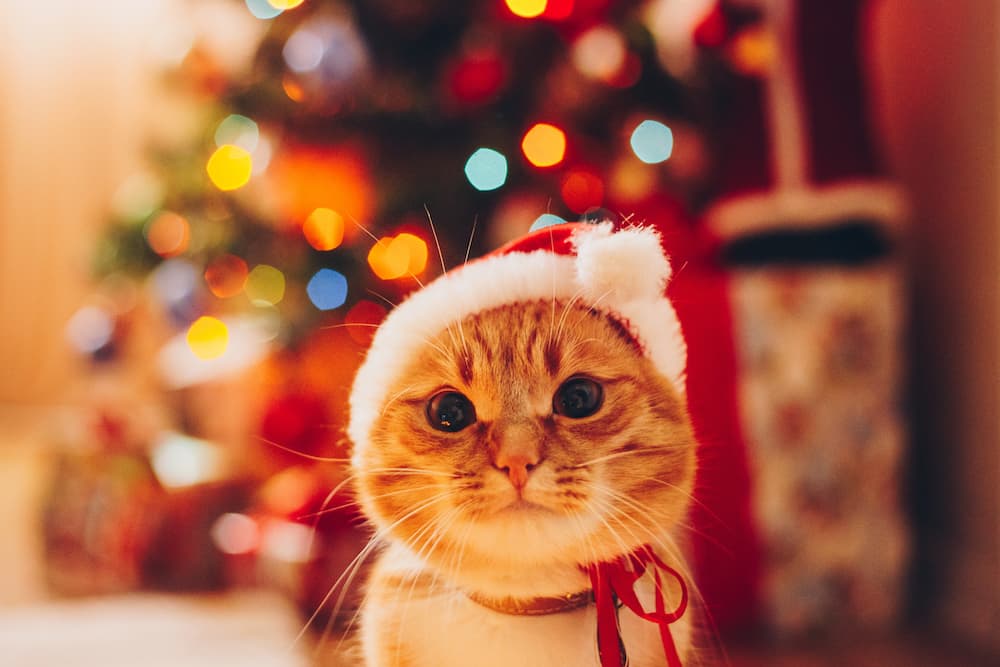 cat-friendly christmas decor