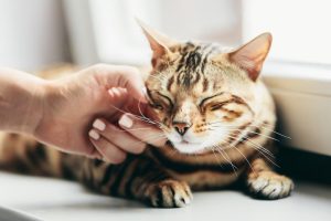 How to Transition Smoothly When Bringing Home an Emotional Support Cat