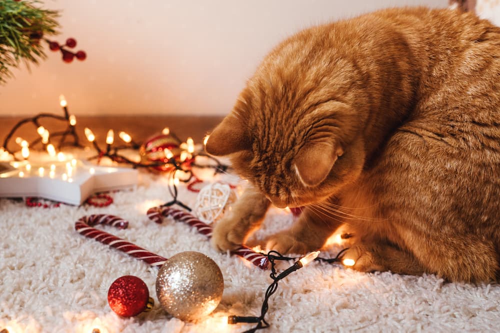 hazards of christmas decor for cats