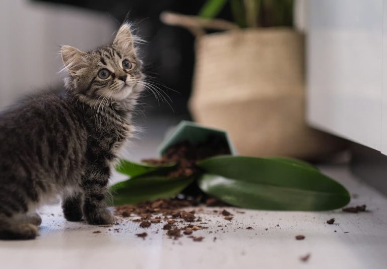 Why Do Cats Knock Things Over?