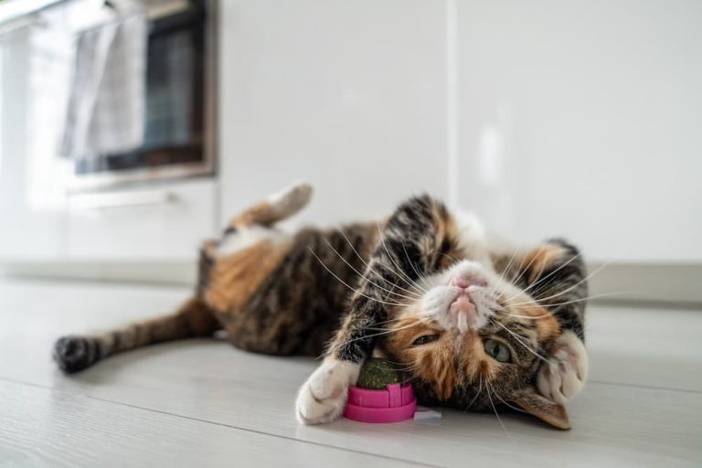 Catnip vs. Silvervine: Comparing Two Feline Favorites