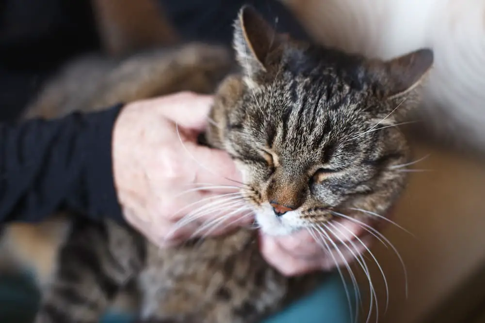 adopting a cat, how cats improve the lives of seniors
