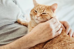 Paws for Comfort: The Benefits of Adopting a Cat in Your Golden Years